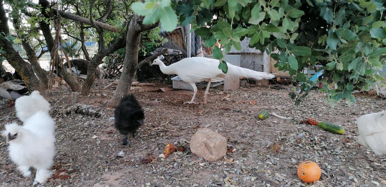 Casa Rural La Loma Nohales Bagian luar foto